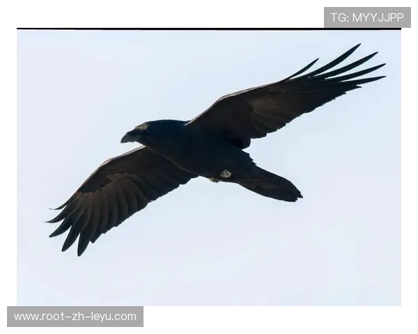乌鸦赢下硬仗，防守组表现完美，对抗乌鸦